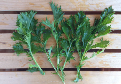 Mizuna Green Mustard Seed, Greens
