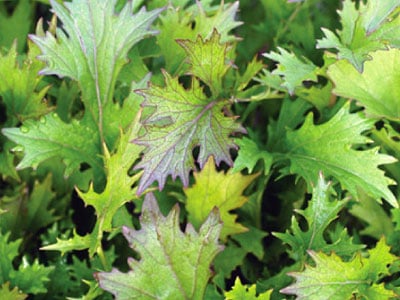Mizuna Purple, Mustard Seed