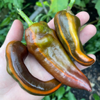 Mocha Swirl, (F1) Pepper Seeds