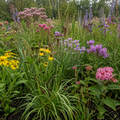 Moist Soil Blend Wildflower
