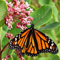 Monarch Butterfly Blend, Wildflower Seeds