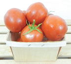 Moneymaker, Tomato Seeds