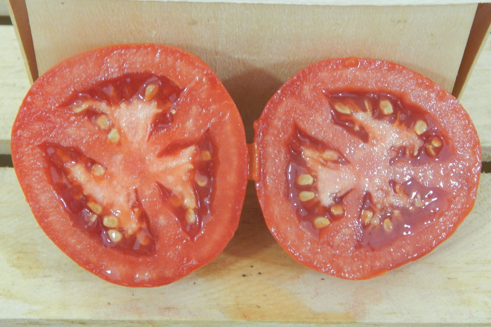 Moneymaker, Tomato Seeds