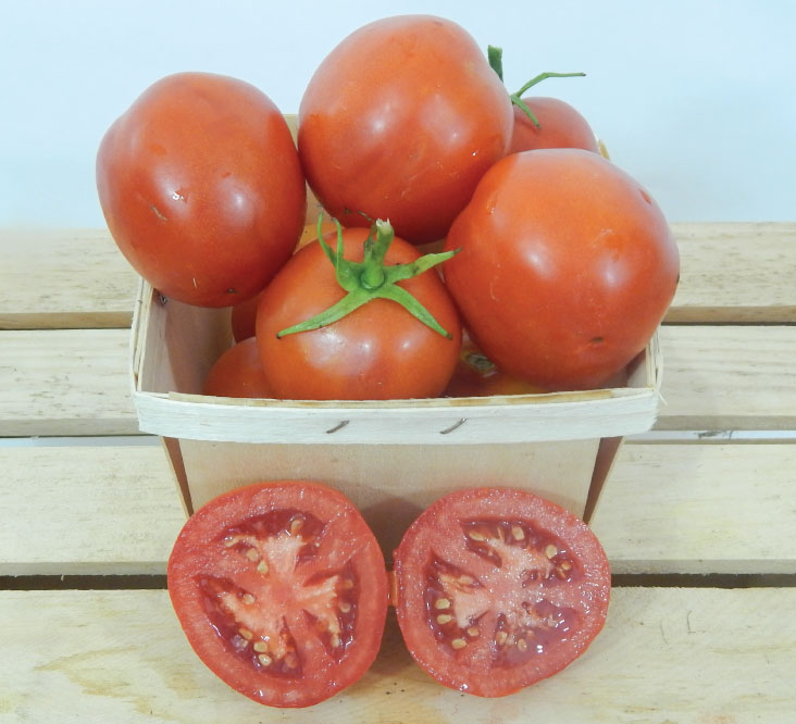 Moneymaker, Tomato Seeds