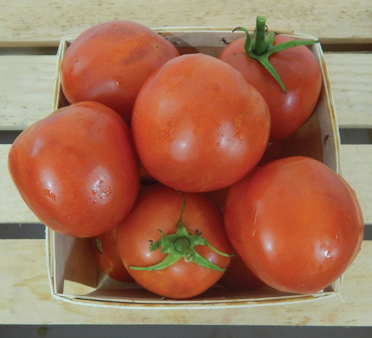 Moneymaker, Tomato Seeds