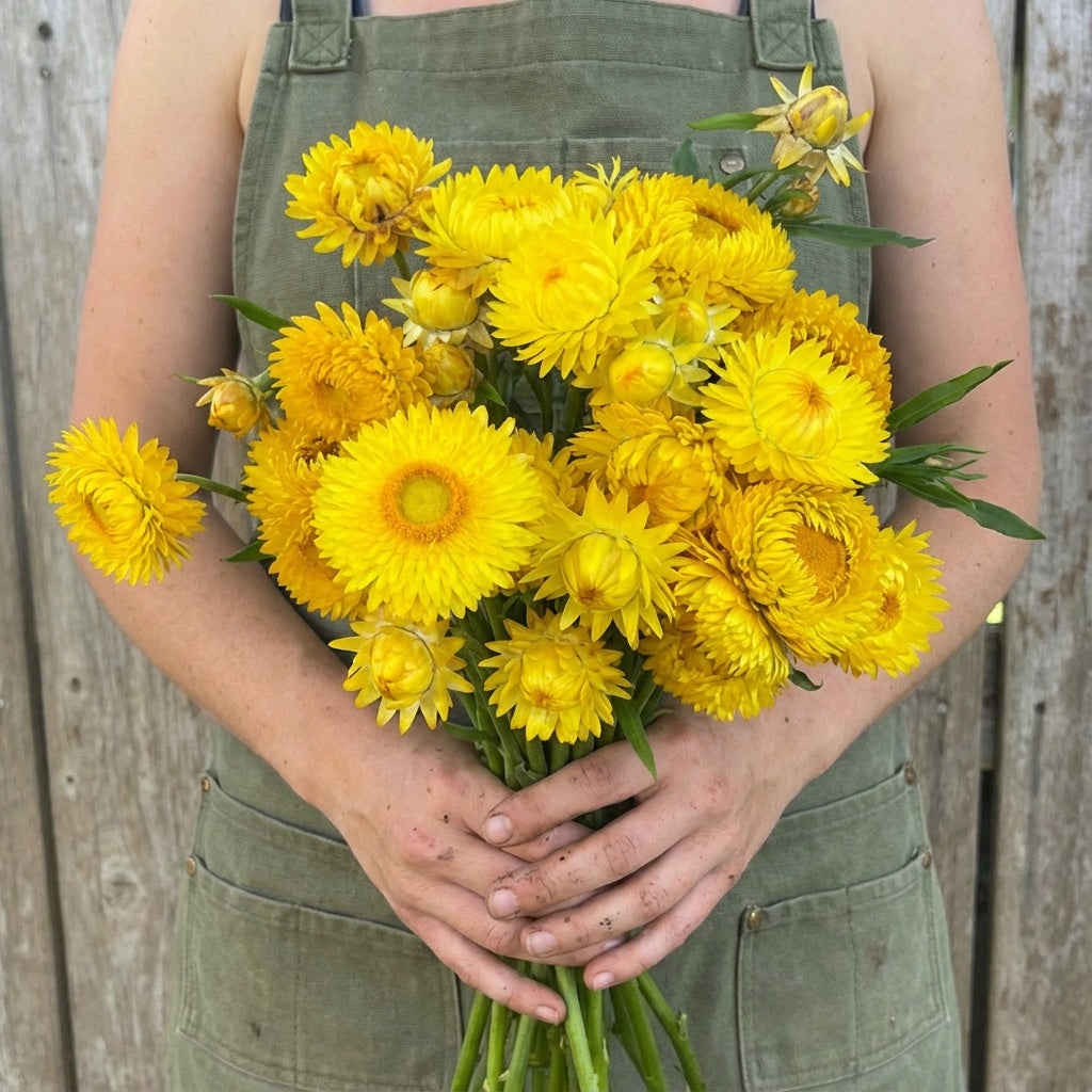 Monster Lemon Yellow, Strawflower Seeds