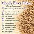 Moody Blues Phlox growing attributes