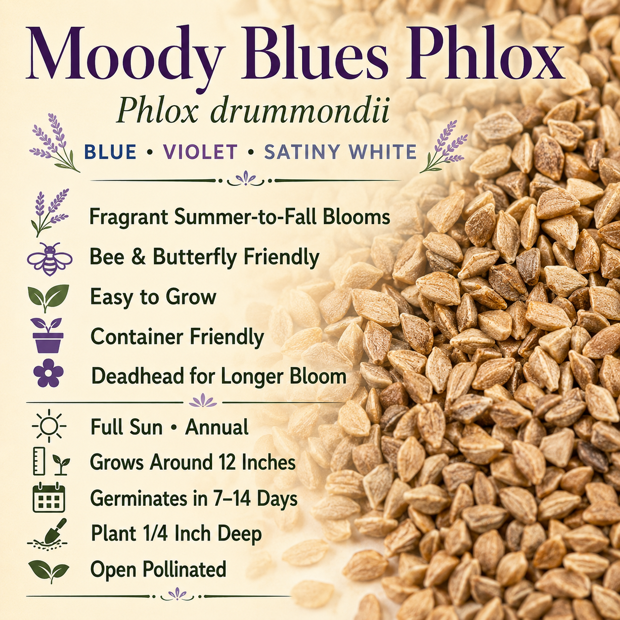 Moody Blues Phlox growing attributes