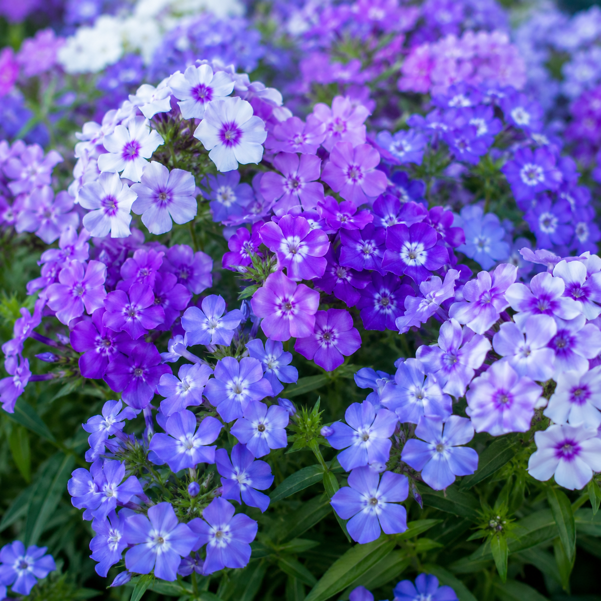 Moody Blues Phlox plant