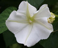 Giant White, Ipomoea Seeds