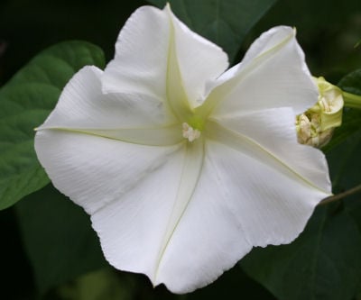 Giant White, Ipomoea Seeds