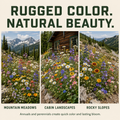 Mountain Flower Wildflower Seeds