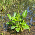 Mud Plantain, Alisma Seeds