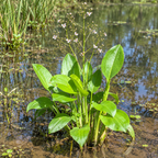 Mud Plantain, Alisma Seeds