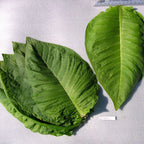 NB 11, Tobacco Seed