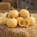 Naked Bear, (F1) Pumpkin Seeds