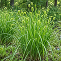Narrow-leaved Cattail Sedge, Carex Seed
