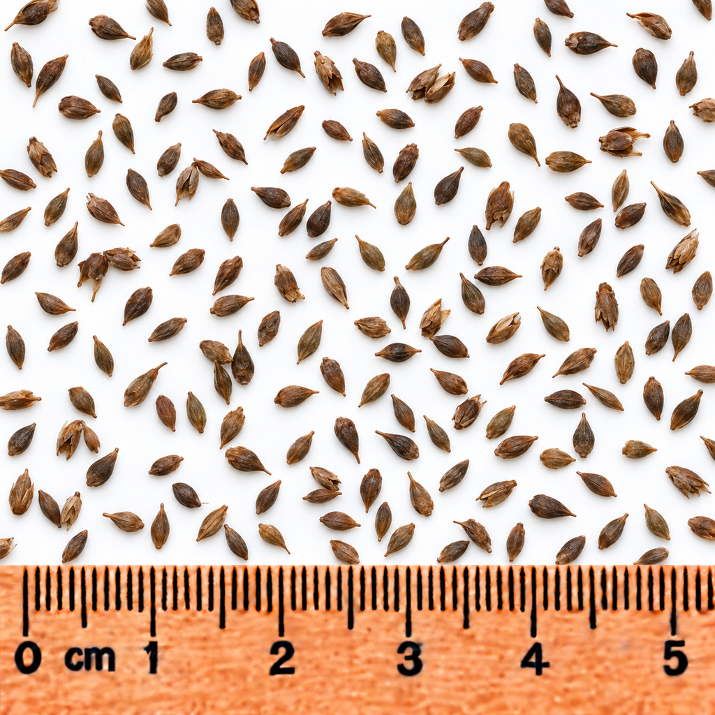 Narrow-leaved Cattail Sedge, Carex Seed