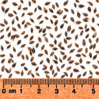 Narrow-leaved Cattail Sedge, Carex Seed