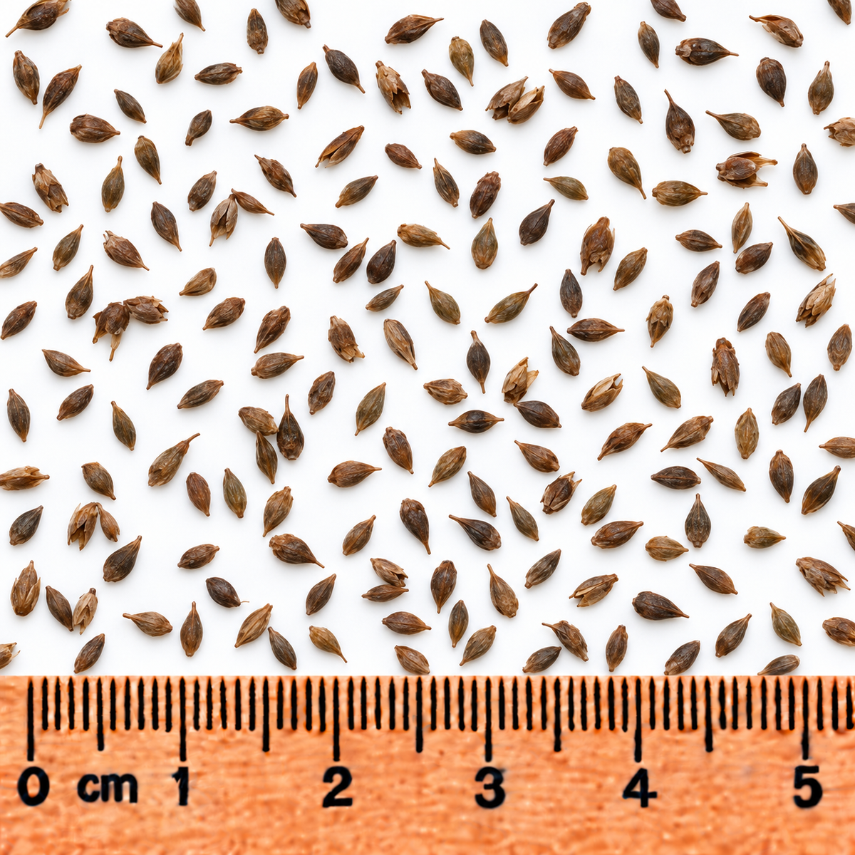 Narrow-leaved Cattail Sedge, Carex Seed