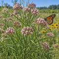Narrowleaf, Milkweed Seed