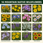 Native Mountain Flower Chart