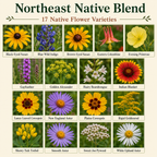 Native Northeast Flower Variety Chart