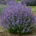 Mussinii faassenii, Nepeta Seeds
