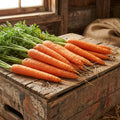 Neptune, (F1) Carrot Seeds