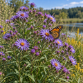 New England, Aster Seed