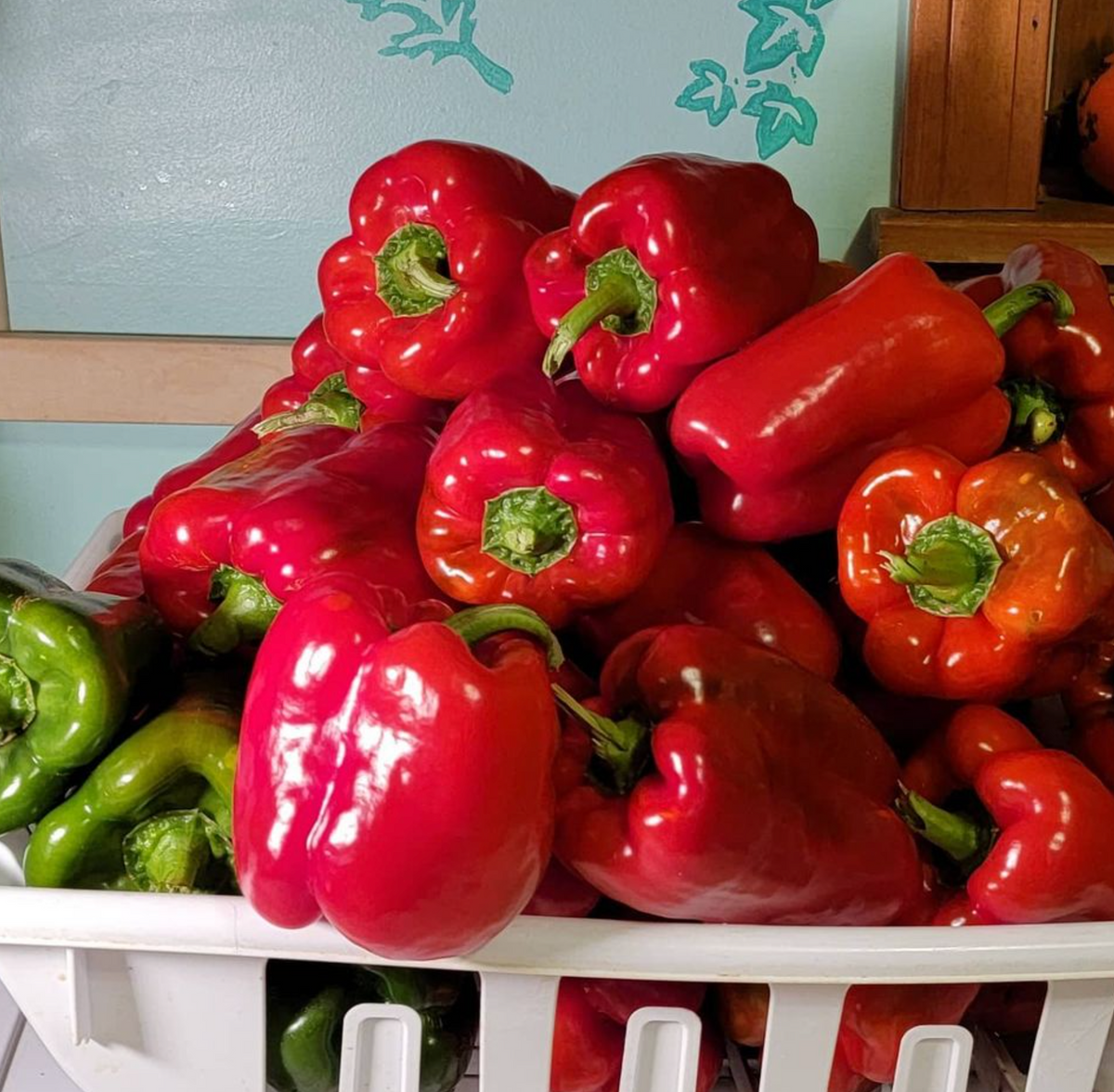New Ace, (F1) Pepper Seeds