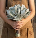 New Look, Dusty Miller Seed