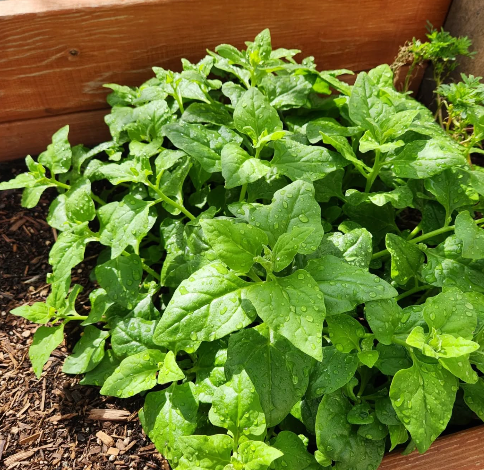 New Zealand, Spinach Seeds