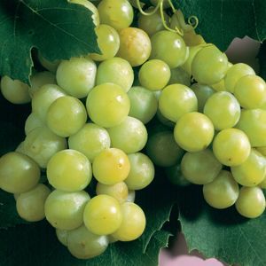 niagara-grape-plant