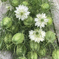 Albion Green Pod, Nigella Seed