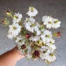 Albion Black Pod, Nigella Seed