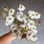 Albion Black Pod, Nigella Seed