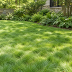 No Mow Lawn, Grass Seed