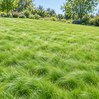 No Mow Lawn, Grass Seed