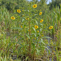Nodding Bur Marigold, Bidens Seeds