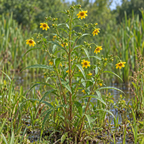 Nodding Bur Marigold, Bidens Seeds