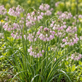 Nodding Onion, Allium Seeds