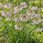 Nodding Onion, Allium Seeds