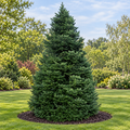 Nordmann, Fir Seed