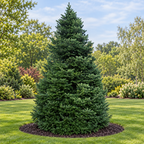 Nordmann, Fir Seed