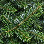 Nordmann, Fir Seed