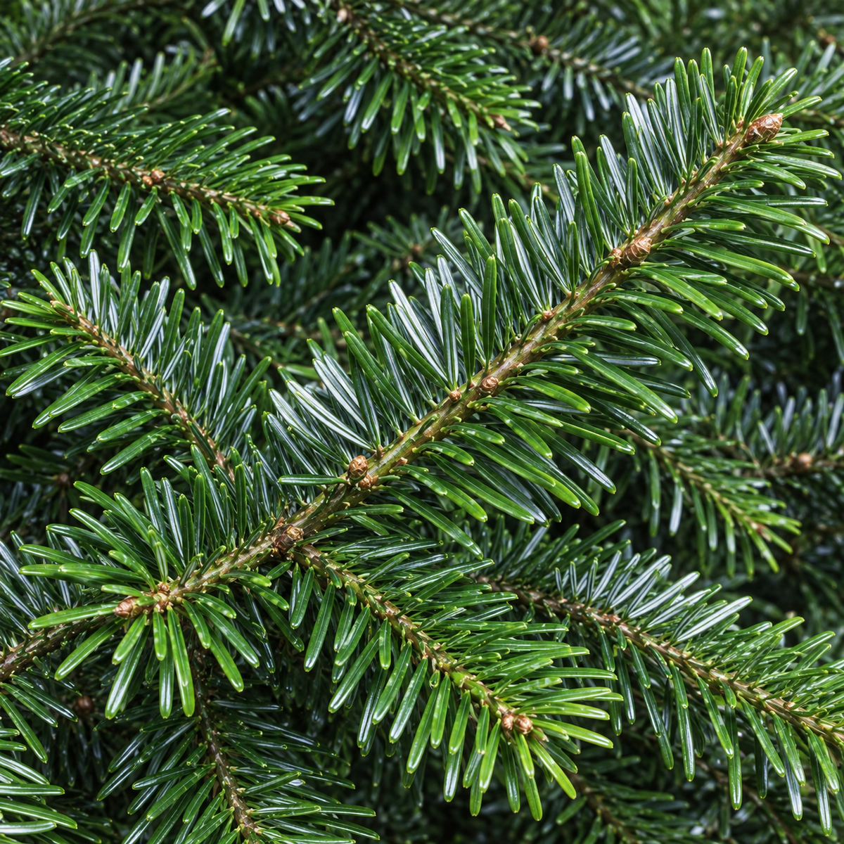 Nordmann, Fir Seed