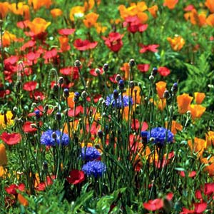 North American Blend, Wildflower Seed