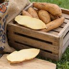 O'Henry, Sweet Potato Slips