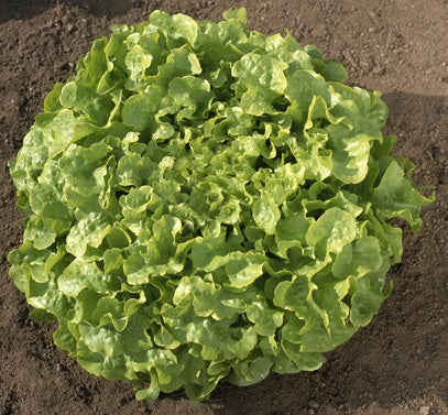 Oakleaf, Lettuce Seeds